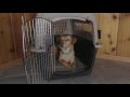 Petmate Kennels & Carriers