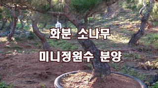 소나무 판매 아담한 화분 소나무 미니정원수 분양