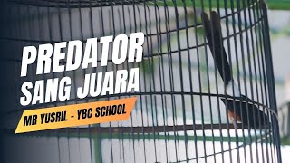 PREDATOR SABET JUARA 2 , 3‼️ MR YUSRIL - YBC SCHOOL SUBANG