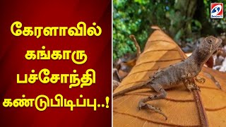 கேரளாவில் கங்காரு பச்சோந்தி கண்டுபிடிப்பு..!