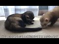 【ferrets】多頭飼いってぶっちゃけどーなん？【フェレット】