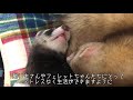 【ferrets】多頭飼いってぶっちゃけどーなん？【フェレット】