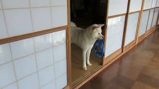 【秋田犬ゆうき】どんなイタズラをしようかと考えた末に仏間へ向かう【akita dog】