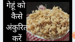 #How to Sprout Wheat# गेहूं को कैसे अंकुरित करें?