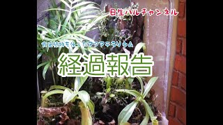 【アクアテラリウム】食虫植物のアクアテラリウム経過報告