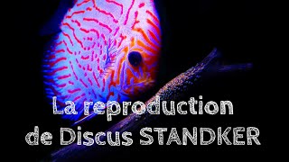 [Mr Discus] La reproduction de Discus STANDKER dans un bac communautaire - C'EST POSSIBLE !!!!