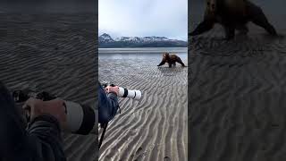 Say Cheese! Bear Photobombs Photographer with a Charging Hug! #shorts #memes