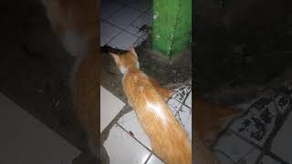 KITTEN : MAHAR B 1 : WA 087771844944 BATUCEPER -KOTA TANGERANG