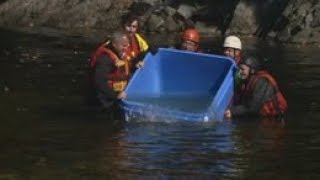 Recovery effort: Wild salmon released into Bay of Fundy