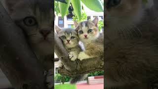 Aww Cute Cats tutorial & Meowing Meow Kittens & Funny Meow Cat #Shorts #catmeow #viral