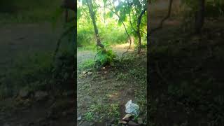 ગીરનાર જંગલ#travel #nature #love #viralvideo #youtubeshortsvideos