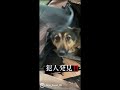 野犬を室内飼育してみた結果