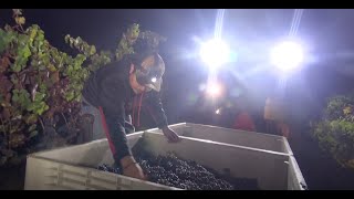 harvesting grapes at night in Napa Valley, California.