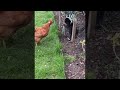 Chicken Chases Playful Kitten || ViralHog