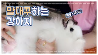 의사 말에 따박따박 말대꾸 하는 강아지 | 강아지 건강검진