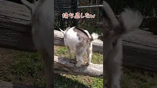 足元が可愛い子ヤギのミルク🐐（生後５か月の頃）