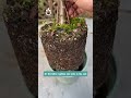 Insect treatment in flower pots - link in bio🥇#garden #greenrose #namrose