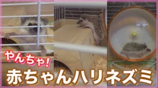 【暴君】赤ちゃんハリネズミがやんちゃすぎる！可愛いすぎる！　[くり坊 hedgehog]