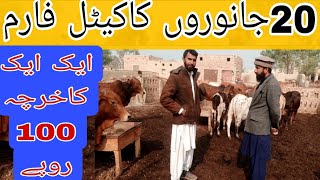 20 جانوروں کے کیٹل فارم کا ٹوٹل خرچہ 100 روپے ہے#cattle