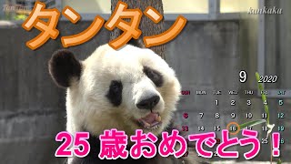 タンタン 25歳おめでとう！（Happy Birthday TanTan. So cute Giant panda.）