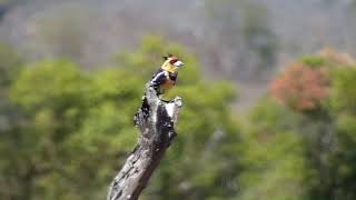 Djuma: Crested Barbet - 07/31/19