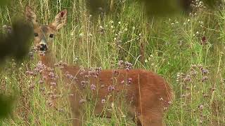 Srnec obecný-  Capreolus capreolus- říje 2019