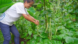 豆角新吃法，喜歡的朋友可以收藏了【鄉村蓮姐】@4K