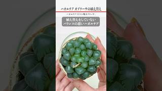 簡単！ハオルチア「オブツーサ」の植え替え #44 #shorts Succulent 多肉植物 다육 식물