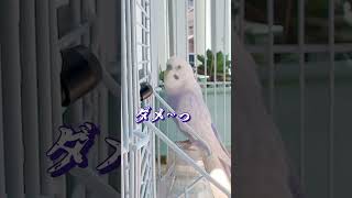 教えてません #おしゃべりインコ #勝手にお喋り