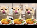 cat animation memes road trip compilation full 1 hour