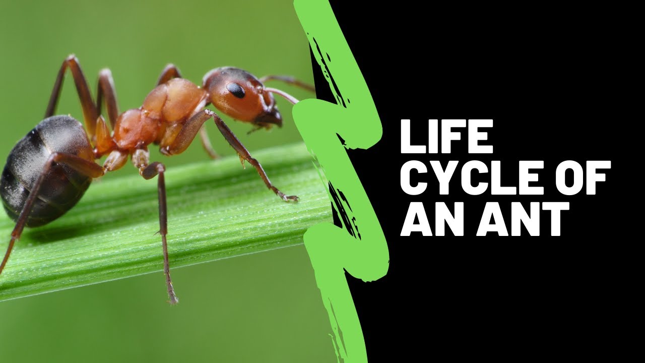 The Life Cycle Of An Ant - Ant Life Cycle Lesson For Kids - YouTube