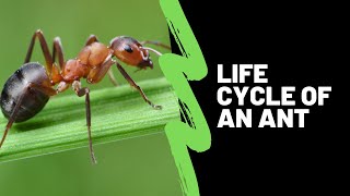 The Life Cycle Of An Ant - Ant Life Cycle Lesson For Kids