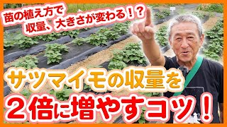 家庭菜園や農園のサツマイモ栽培で収穫量2倍！ツルを植え直してリカバリーする方法とサツマイモの育て方！【農家直伝】Tips for doubling your sweet potato yield.