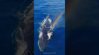 क्या आपने कभी Blue Whale Rainbow🌈 देखा है? 😯😯#facts #viralshorts