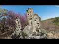 しまなみ海道を走って開山公園の桜を見に行こう