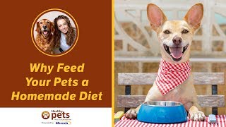 Why Feed Your Pets a Homemade Diet