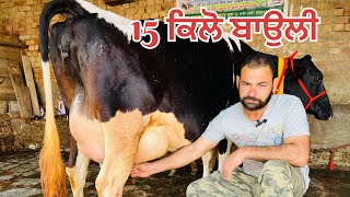 15 ਕਿਲੋ ਬਾਉਲੀ-1 ਸੂਈ ਗਾ-1 ਗੱਬਣ ਗਾ ਵਿਕਾਉ-2 cow for sale (30-1-2025)#brardairyfarmmoga