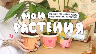 МОИ РАСТЕНИЯ!! 🌻 как сделать красивые горшки, уход, где покупать