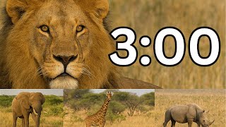 3 Minute Safari Timer with Real Zoo Animals