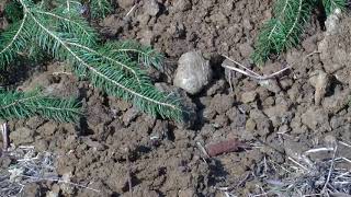 More people looking at 'green burials' in Ohio