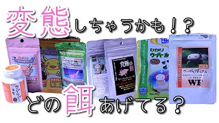 ウーパールーパーを変態（上陸）させたくない！私が選んだおすすめの餌【餌に含まれるヨウ素のお話】近縁種のアンダーソンサラマンダー