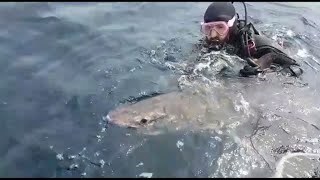 'Fluffy' the great white shark heads back to sea