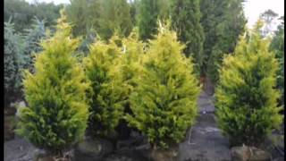 Craigslist add For Fast Growing Cypress Trees Central NJ