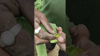 বেগুনের ডগছিদ্রকারী পোকা #brinjal #simodis #farming