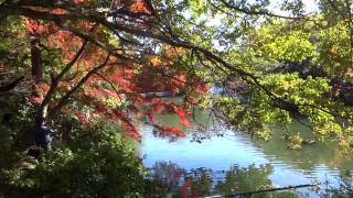 紅葉の井の頭公園をぶらり散策　東京・吉祥寺　Inokashira park Kichijoji, Tokyo