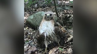 CAT Tracks - Injured Red Tailed Hawk Released Back Into the Wild