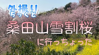 つよGeeちゃんねる ちっくと外撮り『桑田山雪割桜に行っちょった』アーカイブ