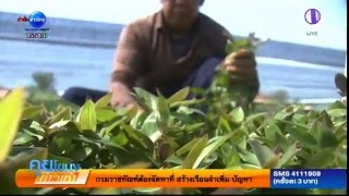 เกษตรสร้างชาติ : หญ้าไผ่น้ำ พืชเป็นยา