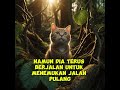 Perjalanan kucing tersesat di hutan