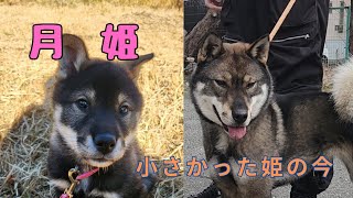 わが家の四国犬『月姫ちゃん』の成長記録！#日本犬 #四国犬 #日本犬保存会 #天然記念物#和犬 #ShikokuKen #ShikokuInu #JapaneseDog